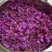 Fireweed (Chamaenerion Angustifolium)