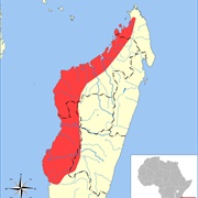 Black and Red Free-Tailed Bat