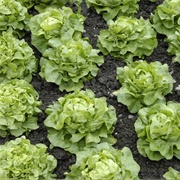 Butterhead Lettuce