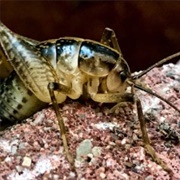 Camel Cricket