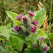 Lesser Burdock (Arctium Minus)