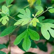 Sassafras