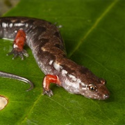 Ocoee Salamander