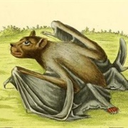 Pallas's Tube-Nosed Bat