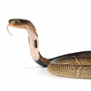 Equatorial Spitting Cobra