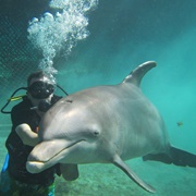 Dive With Dolphins, Chankanaab Park, Cozumel, Mexico