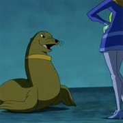 Scooby the Seal