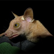 Veldkamp's Dwarf Epauletted Fruit Bat