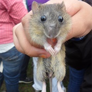 Coues's Rice Rat