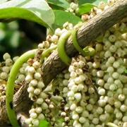 Fiveleaf Yam (Dioscorea Pentaphylla)
