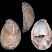 Common Atlantic Slipper