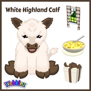 White Highland Calf