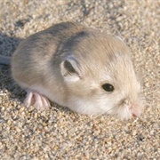 Pale Kangaroo Mouse