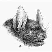 Burmese Whiskered Bat