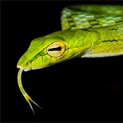 Asian Vine Snake