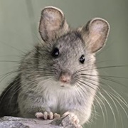 Bushy-Tailed Woodrat