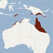 Northern Broad-Nosed Bat
