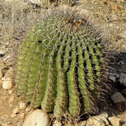 Fishhook Barrel Cactus