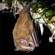 Southern Little Yellow-Eared Bat