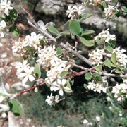 Amelanchier Parviflora
