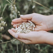Certified Gluten-Free Oat Flour