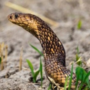Egyptian Cobra (Egyptian Asp)