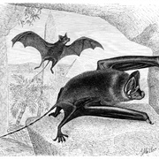Yemeni Mouse-Tailed Bat