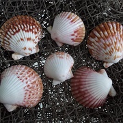 Pacific Calico Scallop