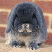 Mini Lop