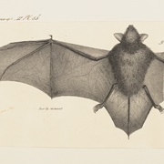Horsfield's Bat