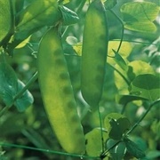 Mange-Tout (Fresh From the Pods)