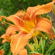 Orange Daylily