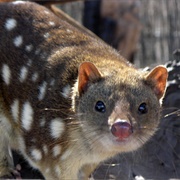 Marsupial Mice