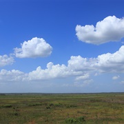 Payne's Prairie