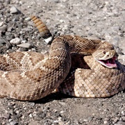 Diamondback Rattlesnake