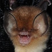 Cuban Funnel-Eared Bat