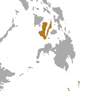 Philippine Tube-Nosed Bat