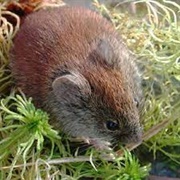 Northern Red-Backed Vole