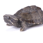 Common Musk Turtle