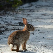 Seabranch Preserve State Park