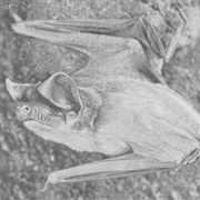 Trevor's Free-Tailed Bat