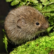 Southern Bog Lemming