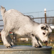 American Goat
