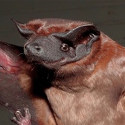 Cinnamon Dog-Faced Bat