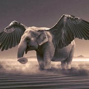 Winged Elephants