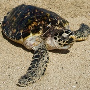 Old Hegg Turtle Sanctuary, Bequia, St. Vincent & the Grenadines
