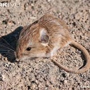 Dark Kangaroo Mouse