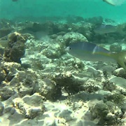 Snorkle in the Coral Gardens