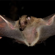 Peters's Dwarf Epauletted Fruit Bat
