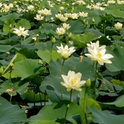 American Lotus (Nelumbo Lutea)